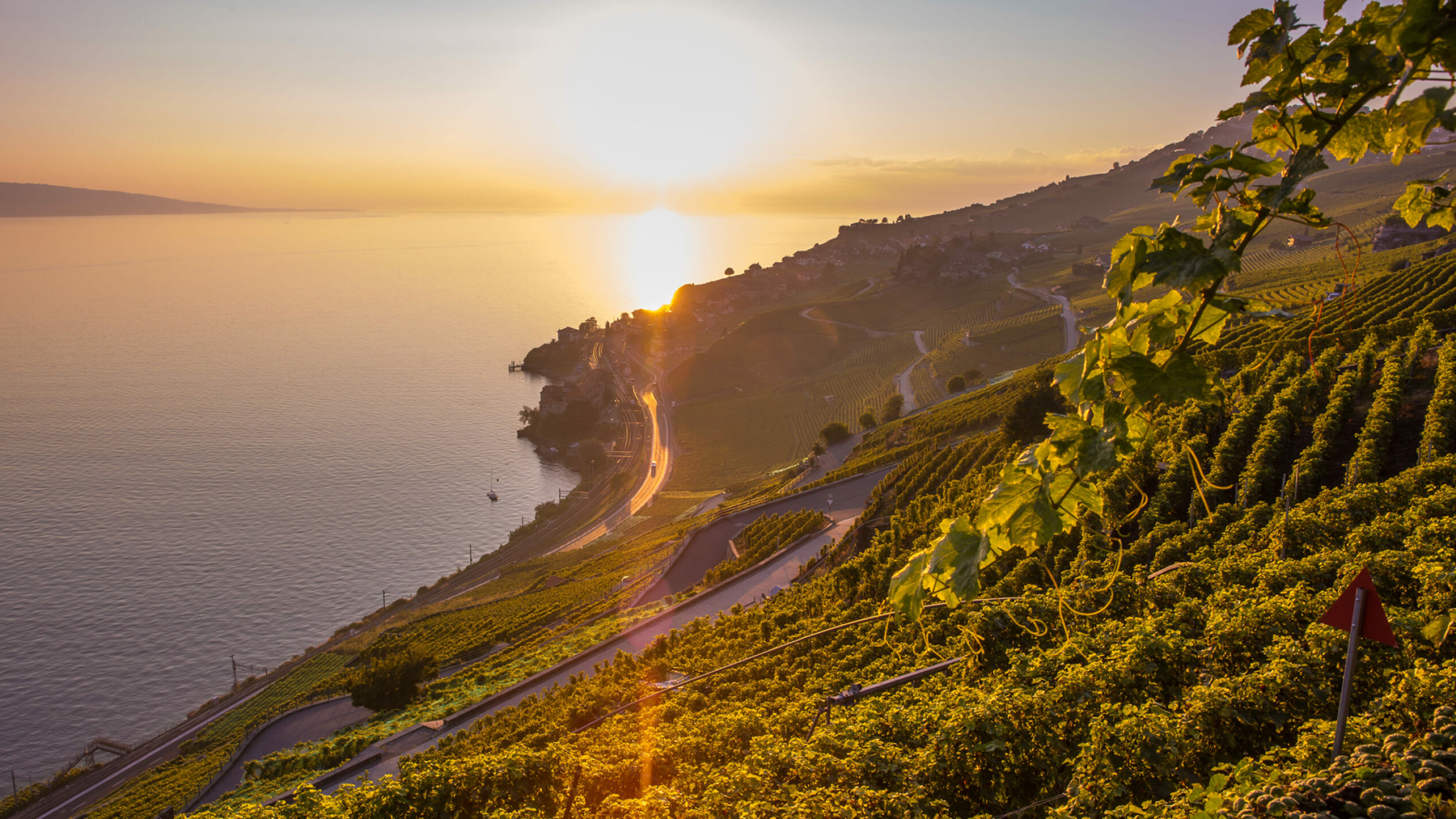Coucher de soleil sur les vignobles en terrasses de Lavaux, au bord du lac Léman, patrimoine mondial de l’UNESCO.
