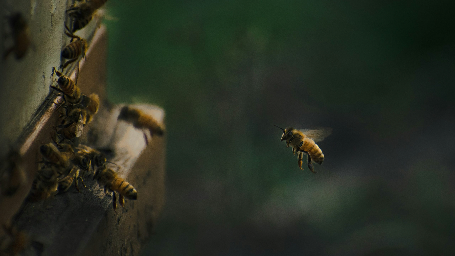 Abeilles autour d’une ruche, symbole de la biodiversité et de l’apiculture durable en Suisse.